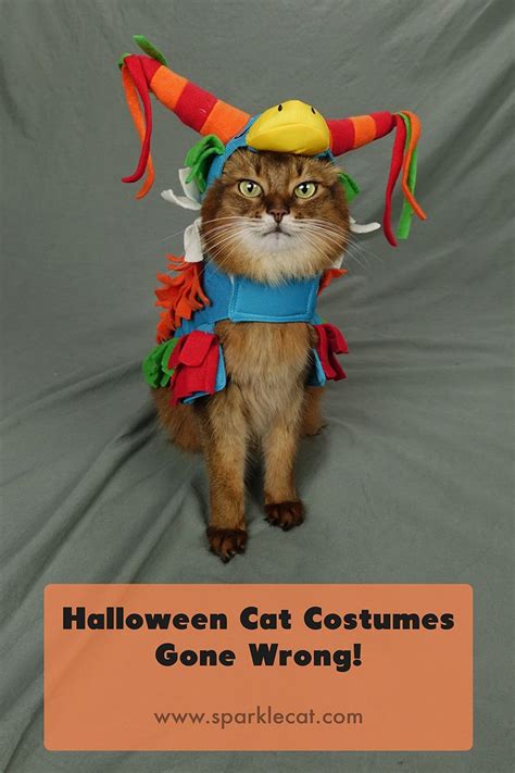 Halloween Costume Fails Summers Fabulous Cat Life