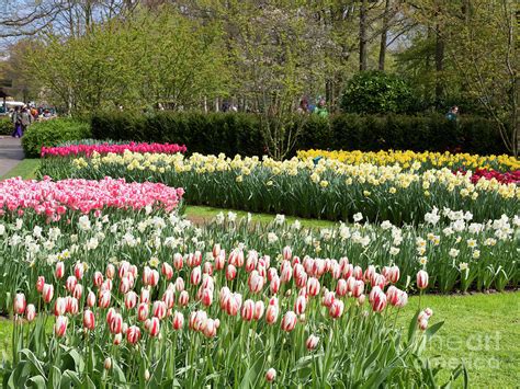 Tulips And Daffodils At Keukenhof Gardens In Spring Photograph By