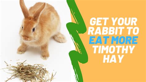 5 Ways To Get Your Rabbit To Eat More Timothy Hay Small Pet Select