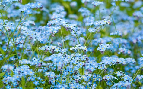 Neaizmirstulītes Blue Flowers Images Memorial Plants Blue Flower