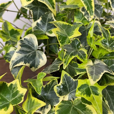 Hedera Helix Gold Child Yellow Pot Size 13cm English Ivy The