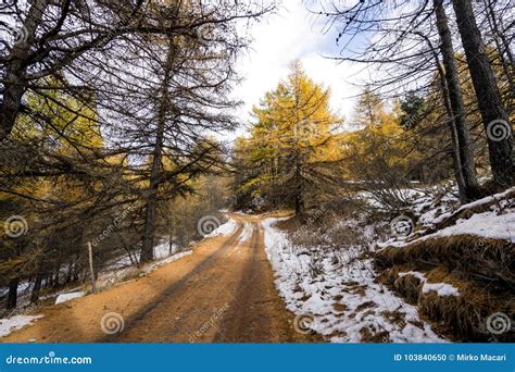 Curved Colorful Snowy Forest Road In Early Winter Forest Stock Photo