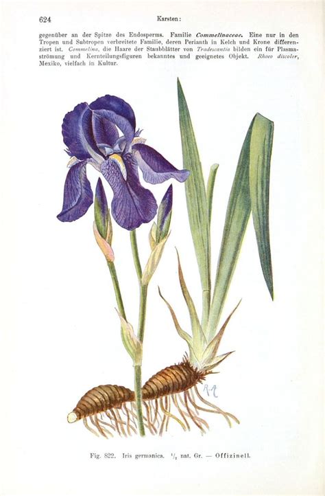 Botanical Flower Iris Germanica Botanical Vintage Printables