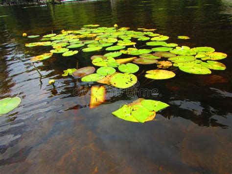 Yellow Water Lilies And Lily Pads Stock Photo Image Of Canadian
