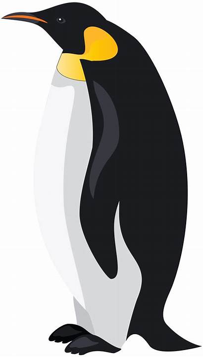 Penguin Clipart Clip Emperor Transparent Background Penguins
