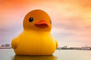 小鴨遊高雄 | 熱門的「黃色小鴨」 游進台灣 展開一連串的「游」行 | DIGIPHOTO