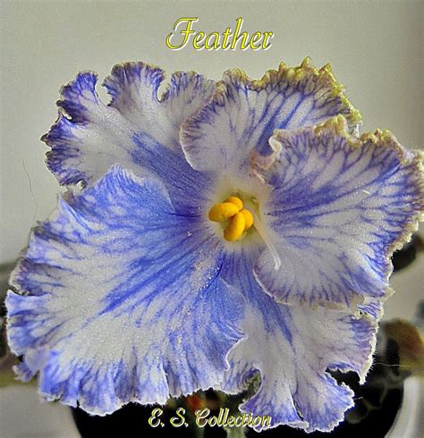 Feather I Fredette African Violets Saintpaulia Flowers