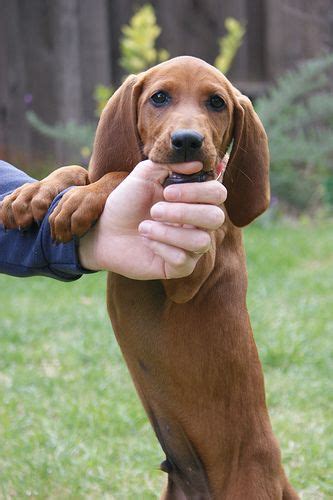 Redbone Coonhound Puppies For Sale Near Me Main Event Weblog Pictures