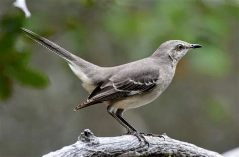 Mississippi State Bird Pictures And Fun Facts I Thebirdpedia