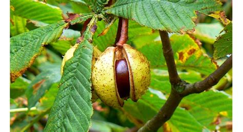 Horse Chestnut Wins Title Of Uks Favourite Tree In