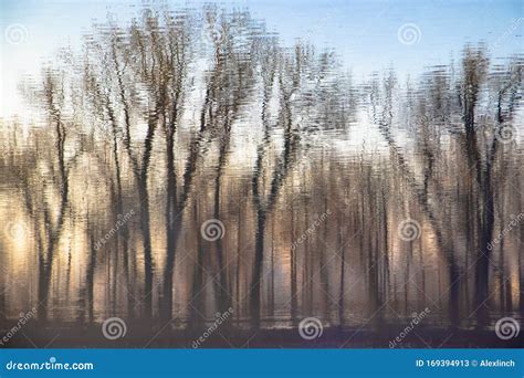 Blurry Water Reflection Of The Bare Trees In A Forest In The Sunset Of