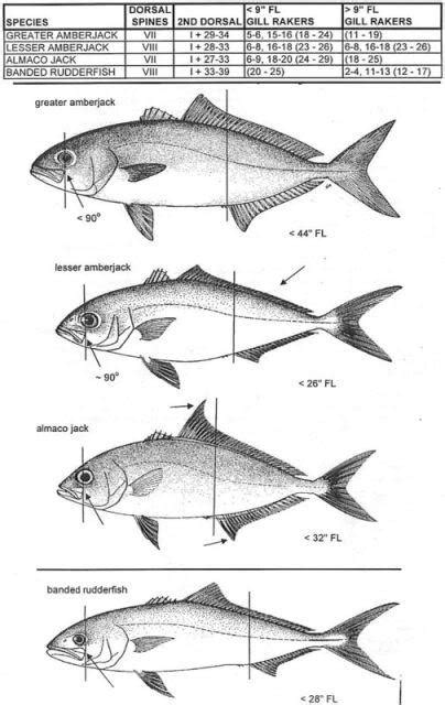 How Do You Tell The Difference Between An Amberjack And An Almaco Jack