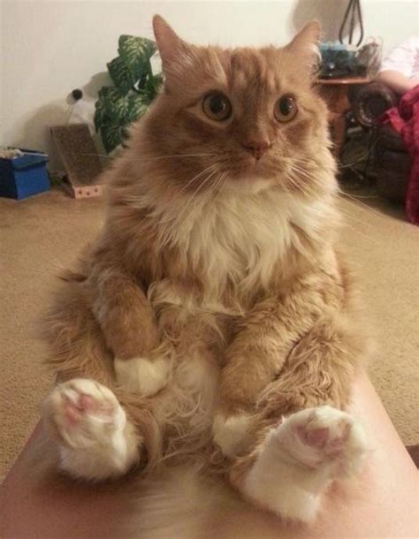 16 Pictures Of Cats Sitting Like Humans We Love Cats And Kittens