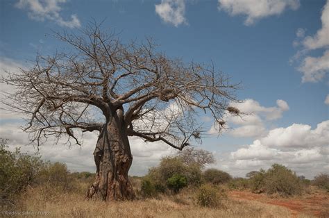 Baobab Tree Tsavo West Baobab Tsavo Ouest Baobab Tree T Flickr