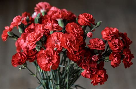 Carnation Flowers Free Stock Photo Public Domain Pictures