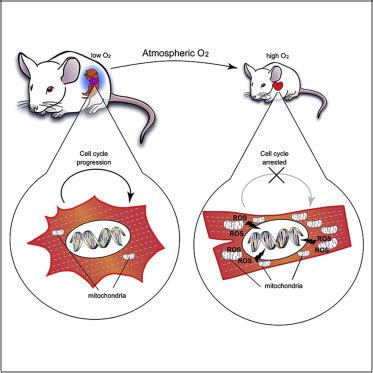 Authors have the right to republish this work in any publication of which they are the author, and to make other personal use of the work. The Oxygen-Rich Postnatal Environment Induces ...