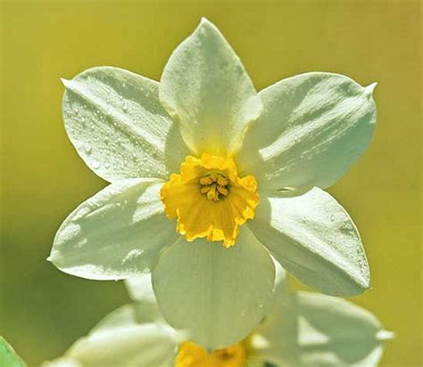 Vestacia Jonquil Telegraph