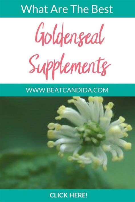 How To Use Goldenseal For A Yeast Infection Beat Candida