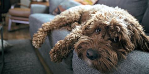 The Most Adorable Dog Breeds That Wont Leave Hair Everywhere Dog