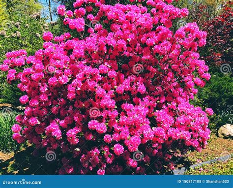A Big Bush Pink Rhododendrons Flowers Blooming Stock Photo Image Of