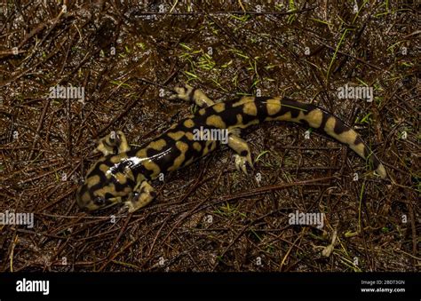 Jefferson Salamanders Hi Res Stock Photography And Images Alamy