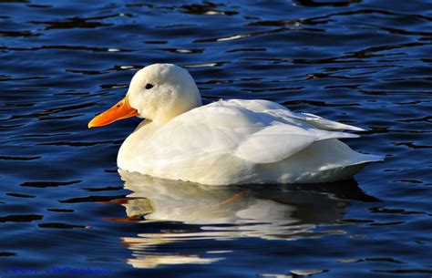 All White Mallard Duck All White Mallard Duck Iso 400 C Flickr