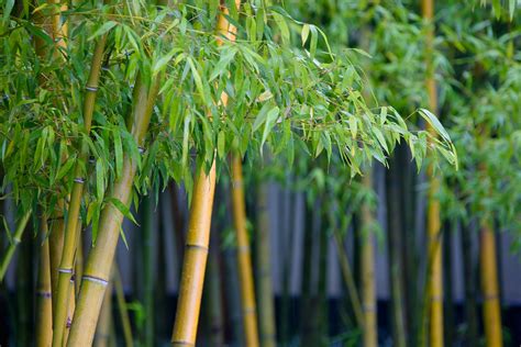 Japanese Garden Ideas 8 Ways To Add Zen Livingetc