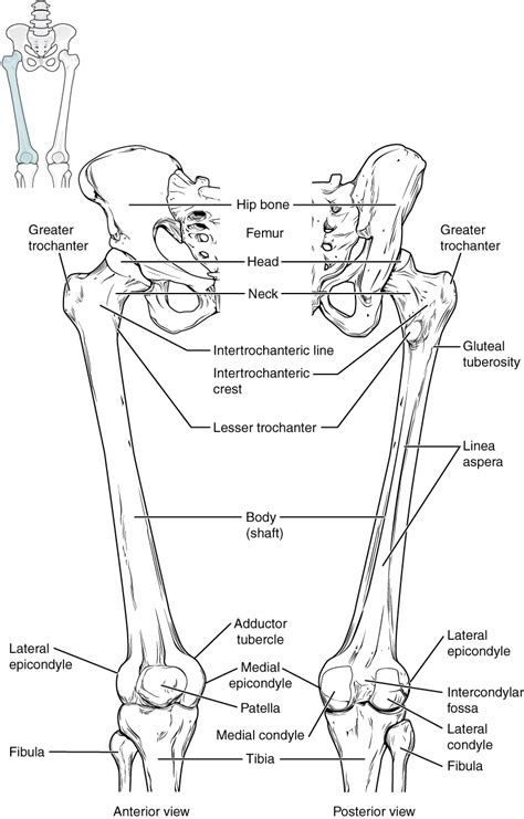 Bones Of The Lower Limb · Anatomy And Physiology