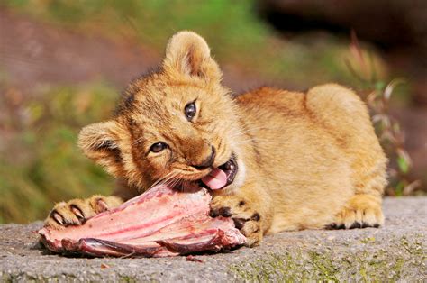 Cub And Meat Iii New Picture Of The Cute Cub Enjoying Some Flickr