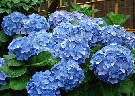 When To Prune Different Kinds Of Hydrangeas Hydrangea Varieties Blue