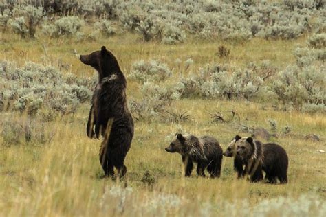 Mama Grizzly Bear And 3 Cubs Le Big Trip