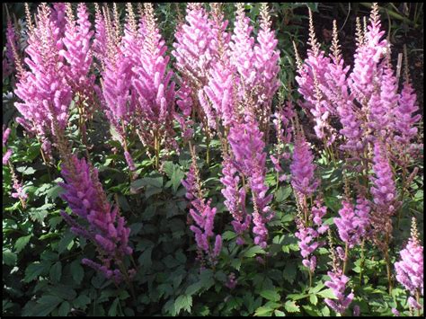 Purple Chinese Astilbe Hinsdale Nurseries