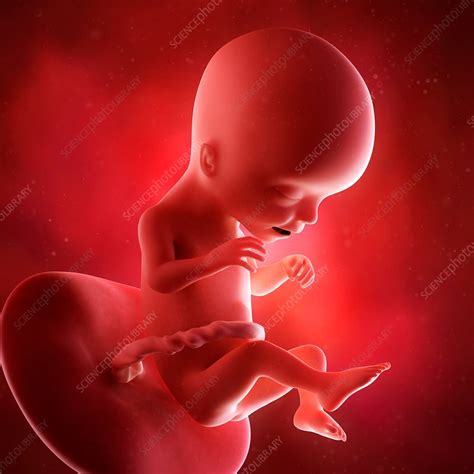 Human Fetus Age 17 Weeks Stock Image F0156612 Science Photo Library