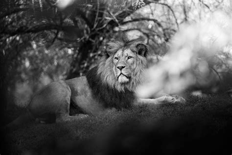 Lion Grayscale Photography Of Male Lion Black And White Image Free