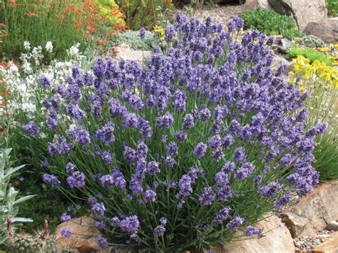 Lavandula Angustifolia English Lavender World Of