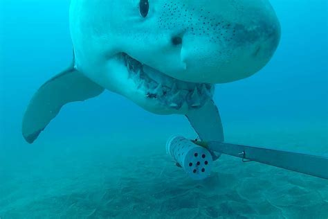 Watch Kermit The Great White Shark Takes An Underwater Camera For A Ride Sharks Earth