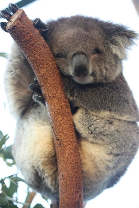 Koala Please Cuddle Me By Saurav Shrestha Via 500px Koalas Polar