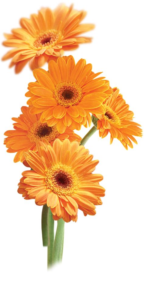 Flower Orange Transparency And Translucency Clip Art Marigold Png