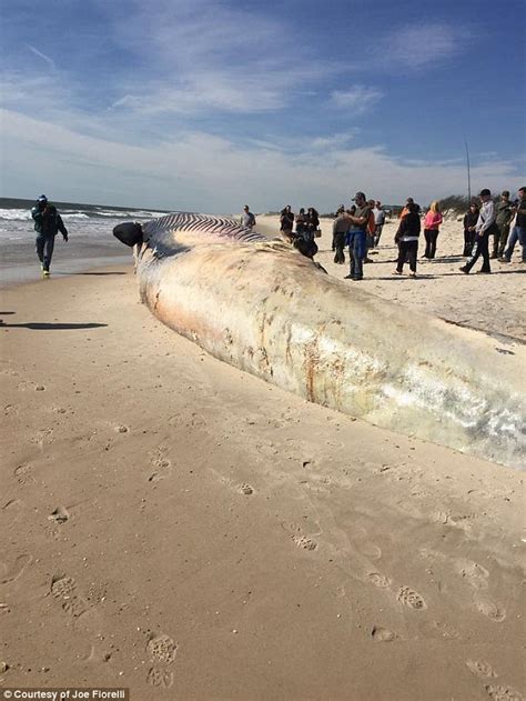 Massive 50 Ft Dead Whale Washes Ashore In Long Island Amid Reports It