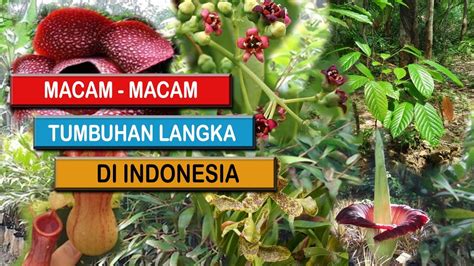 Daftar Tumbuhan Langka Di Indonesia