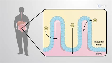 Glucose Absorption Into The Small Intestine Concept Cell Biology Jove