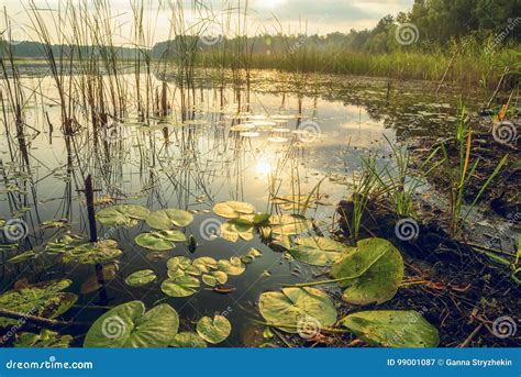 Forest Lake With Water Lilies Stock Image Image Of Bloom Lilies