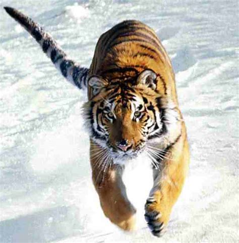 The Habitat Advocate Blog Archive Tiger Plight The Habitat Advocate