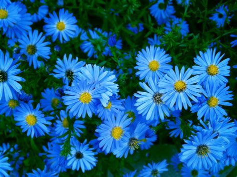 Blue Summer Flowers Daisy Garden Flower Wallpaper Hd 1080p Wentworth