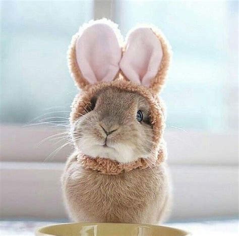 Bunny Ears Funny Bunnies Cute Little Animals Cute Funny Animals Tier