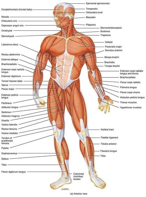 The human muscular system muscles are composed of a kind of elastic tissue. Human Anatomy Body Muscles Names Gym / Superficial Anatomy ...