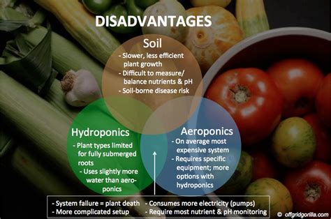 Advantages And Disadvantages Of Hydroponics Farming Garden Designs