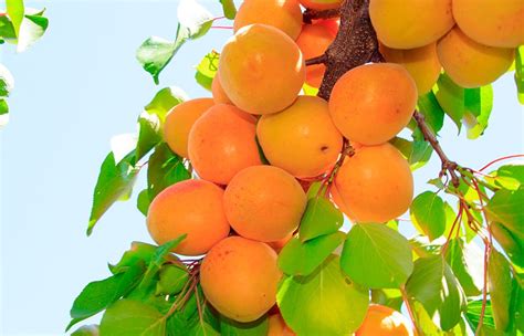 Apricot Fruit Tree Varieties Anfic