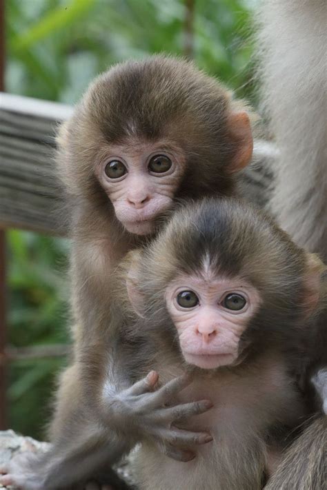 Tiny Baby Monkey Pet Pets Animals Us