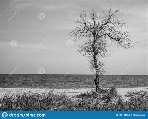 Old Dry Tree Grows On The Sea Beach Black And White Photo Stock Photo